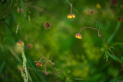 Ein Blümchen am Wegesrand