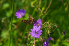 Schmetterling