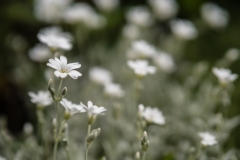 Winzige Blüten