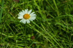Tausendschön