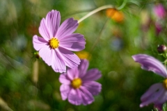 G.Zuiko 50mm F2.8 an E-M1II