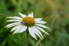 Bienchen und Blümchen