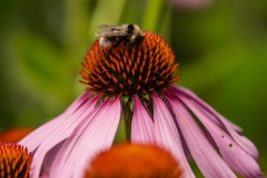 Hummel bei der Arbeit