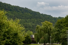 In Trauer steht die Weide