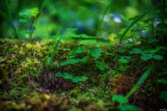 Im Wald - Reutlingen