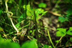 Im Wald - Reutlingen